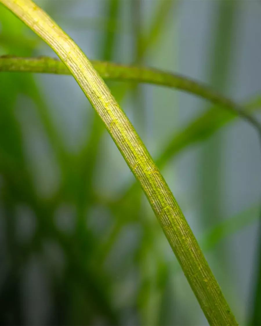 Sagittaria subulata Needle Leaf (Strza�ka w�skolistna) in-vitro puszka 7cm TROPICA 12GROW