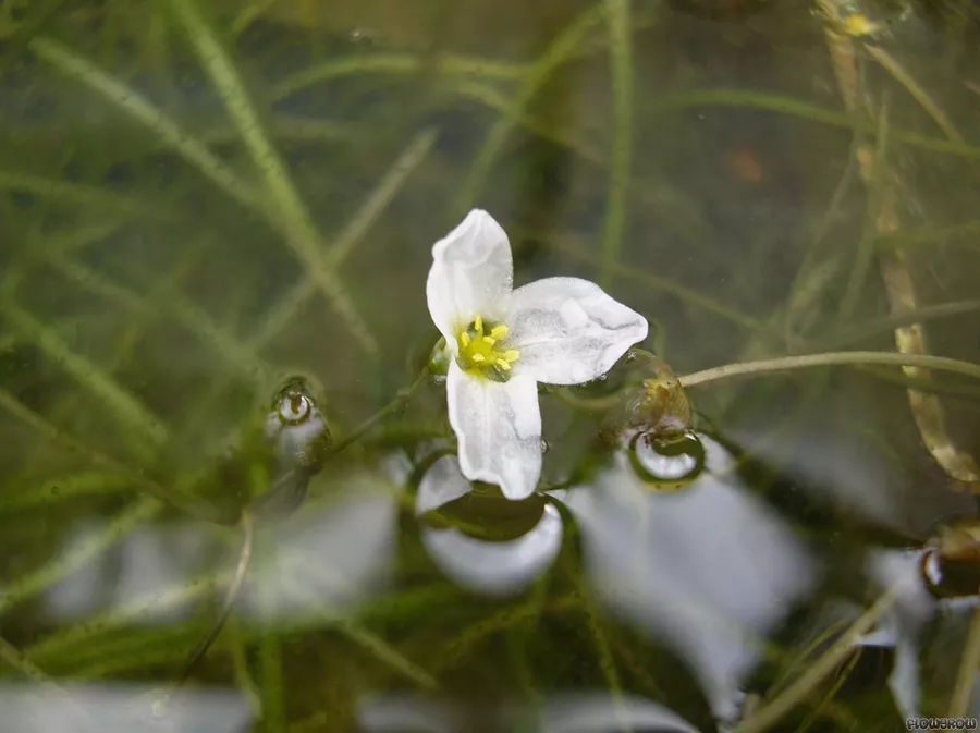 Sagittaria subulata Needle Leaf (Strza�ka w�skolistna) in-vitro puszka 7cm TROPICA 12GROW