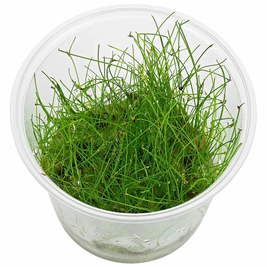 Zestaw 4 ro�lin trawnikowych in-vitro (4 puszki 7cm)