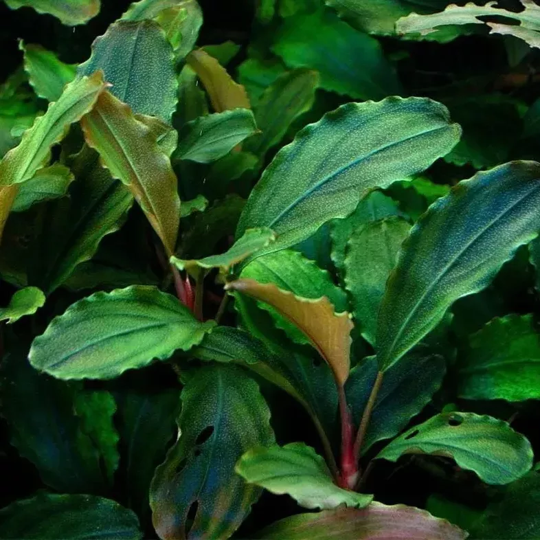 Anubias nana - SONGROW (koszyk)
