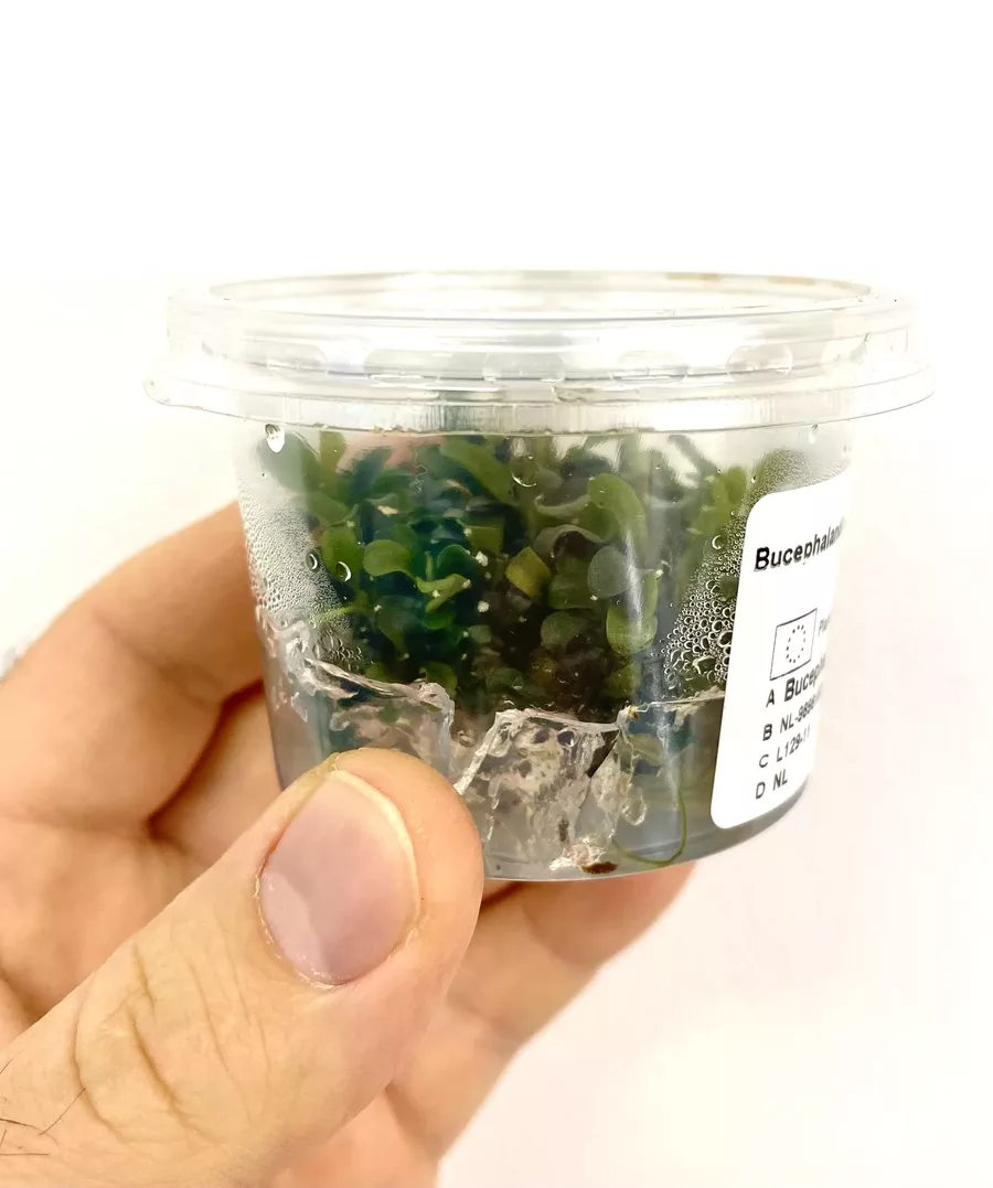 Bucephalandra maya - SONGROW (in-vitro)
