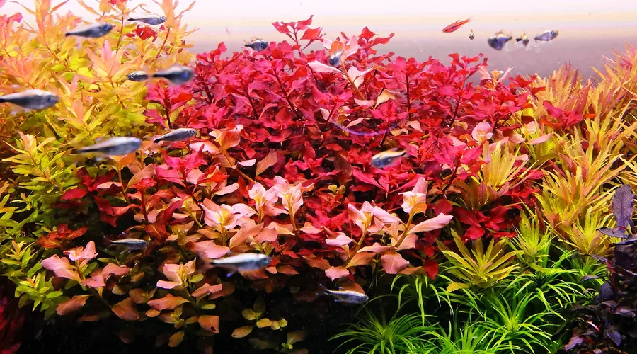 Ludwigia palustris Super Red - TROPICA (klips)