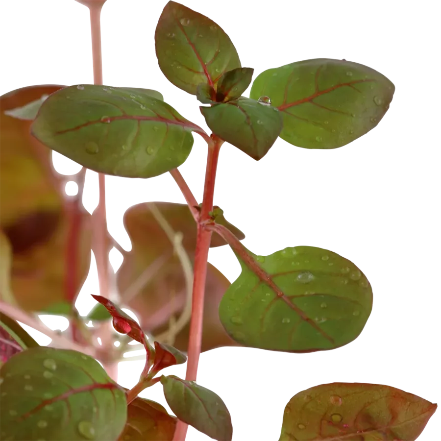 Ludwigia palustris Super Red - TROPICA (klips)