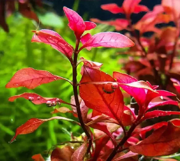 Ludwigia palustris Super Red - TROPICA (klips)