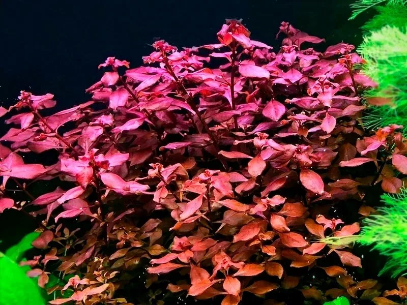 Ludwigia palustris Super Red - TROPICA (klips)