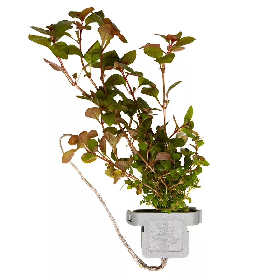 Ludwigia palustris Super Red - TROPICA (klips)