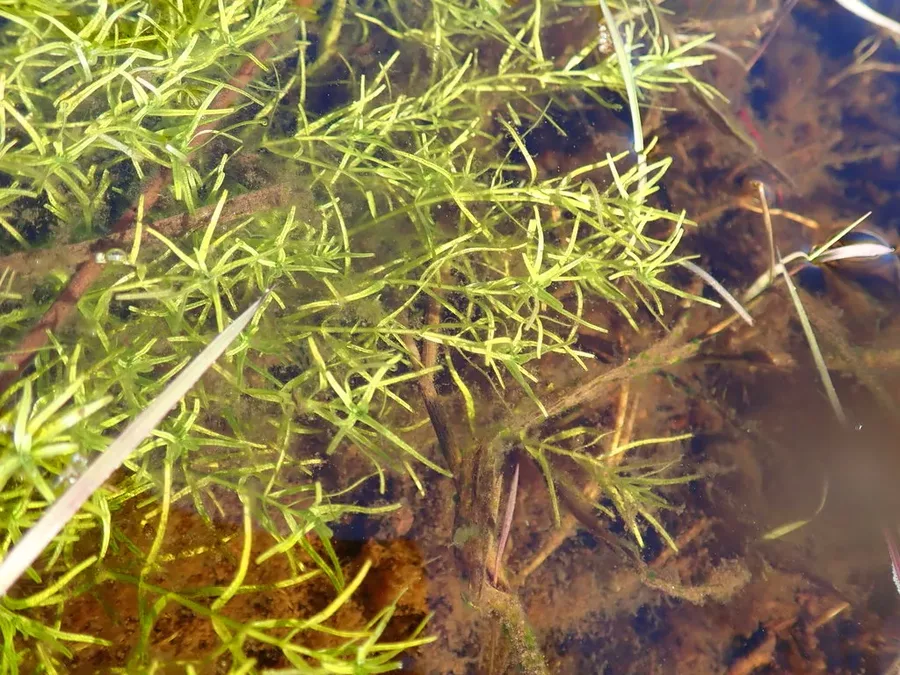 Najas guadalupensis (Guppy grass) - Tropica in-vitro 12grow