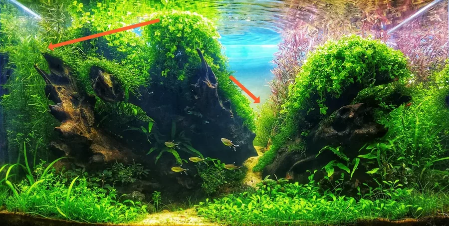 Najas guadalupensis (Guppy grass) - Tropica in-vitro 12grow