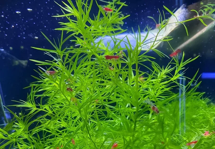 Najas guadalupensis (Guppy grass) - Tropica in-vitro 12grow