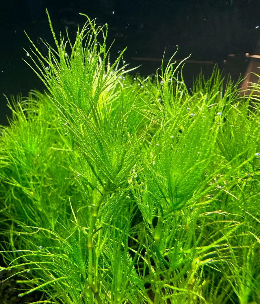 Najas guadalupensis (Guppy grass) - Tropica in-vitro 12grow