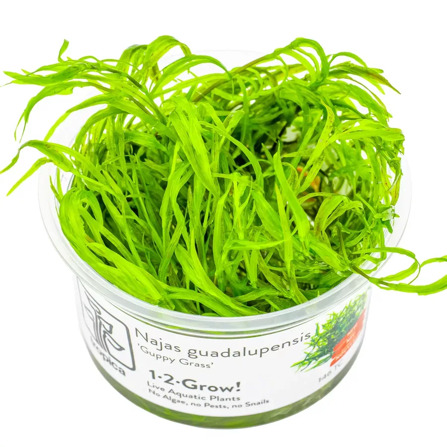 Najas guadalupensis (Guppy grass) - Tropica in-vitro 12grow