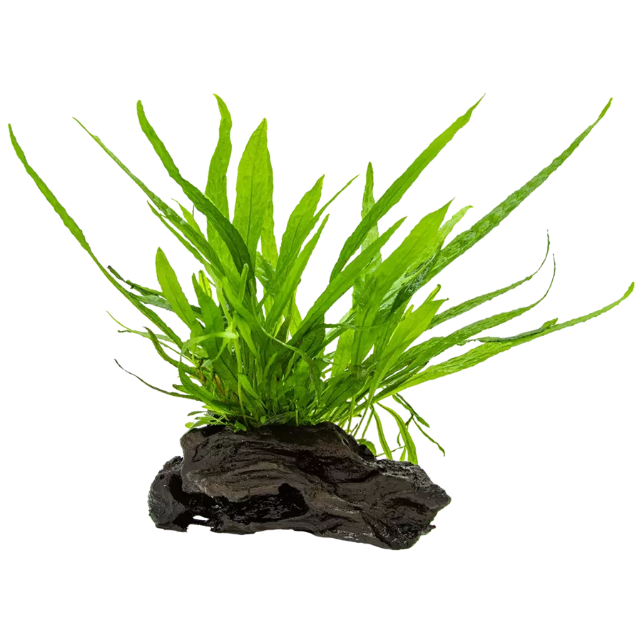 Microsorum pteropus narrow (Mikrozorium oskrzydlone w�skolistne) - TROPICA (na korzeniu)