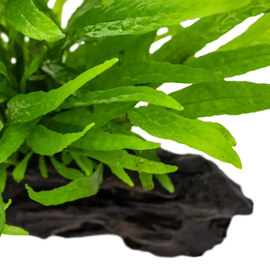Microsorum pteropus narrow (Mikrozorium oskrzydlone w�skolistne) - TROPICA (na korzeniu)