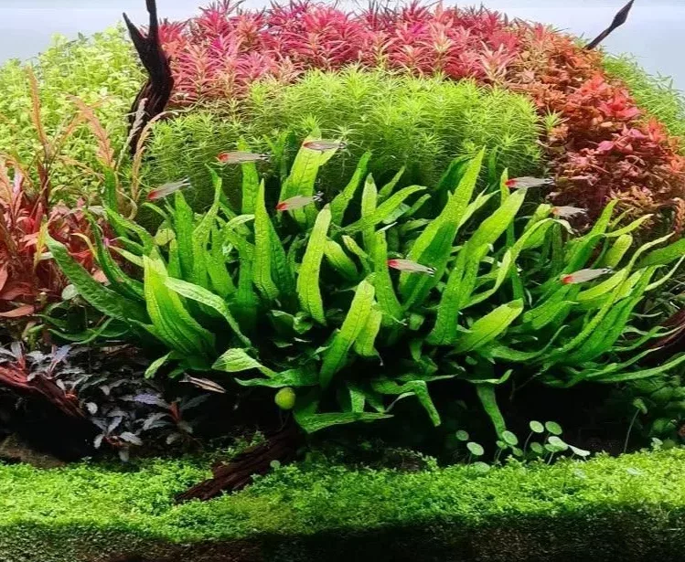 Microsorum pteropus narrow (Mikrozorium oskrzydlone w�skolistne) - TROPICA (na korzeniu)