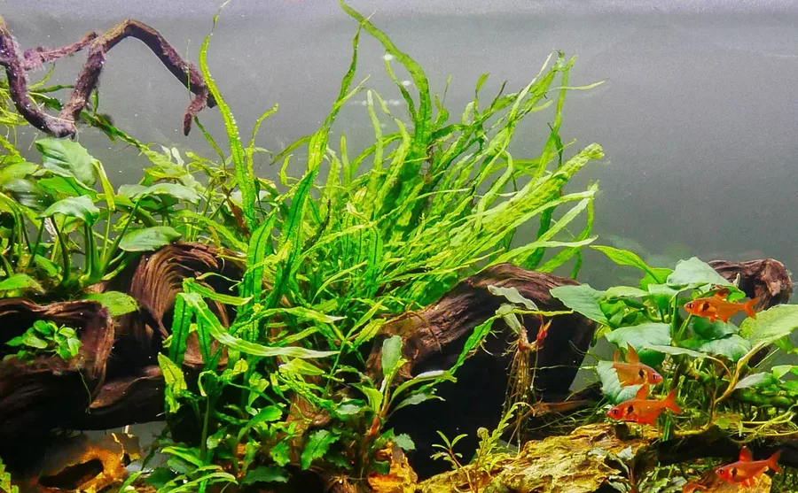 Microsorum pteropus narrow (Mikrozorium oskrzydlone w�skolistne) - TROPICA (na korzeniu)