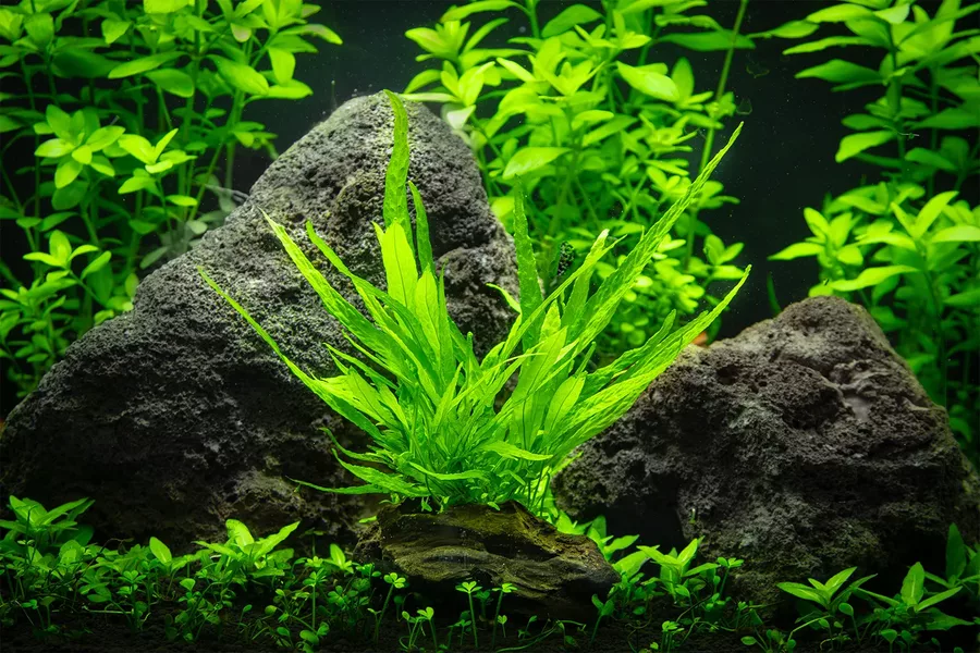 Microsorum pteropus narrow (Mikrozorium oskrzydlone w�skolistne) - TROPICA (na korzeniu)