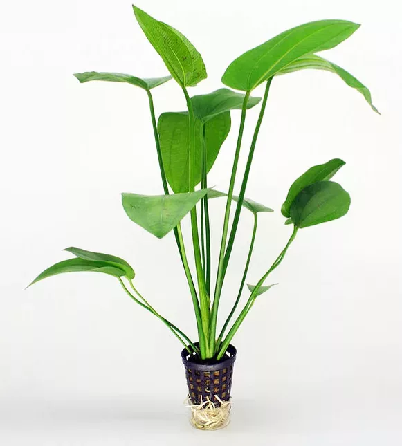 Echinodorus Pelicidus - koszyk
