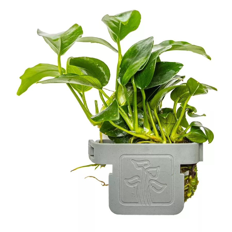 Anubias Petite (Anubias drobny) - TROPICA (koszyk)