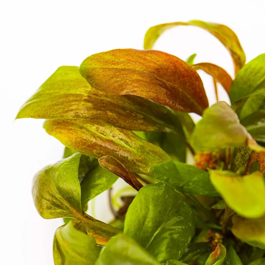 Samolus parviflorus red (Lysimachia parvifolia) - RATAJ (koszyk)