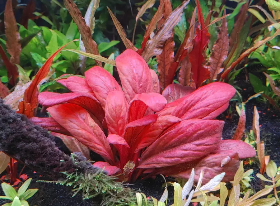 Samolus parviflorus red (Lysimachia parvifolia) - RATAJ (koszyk)
