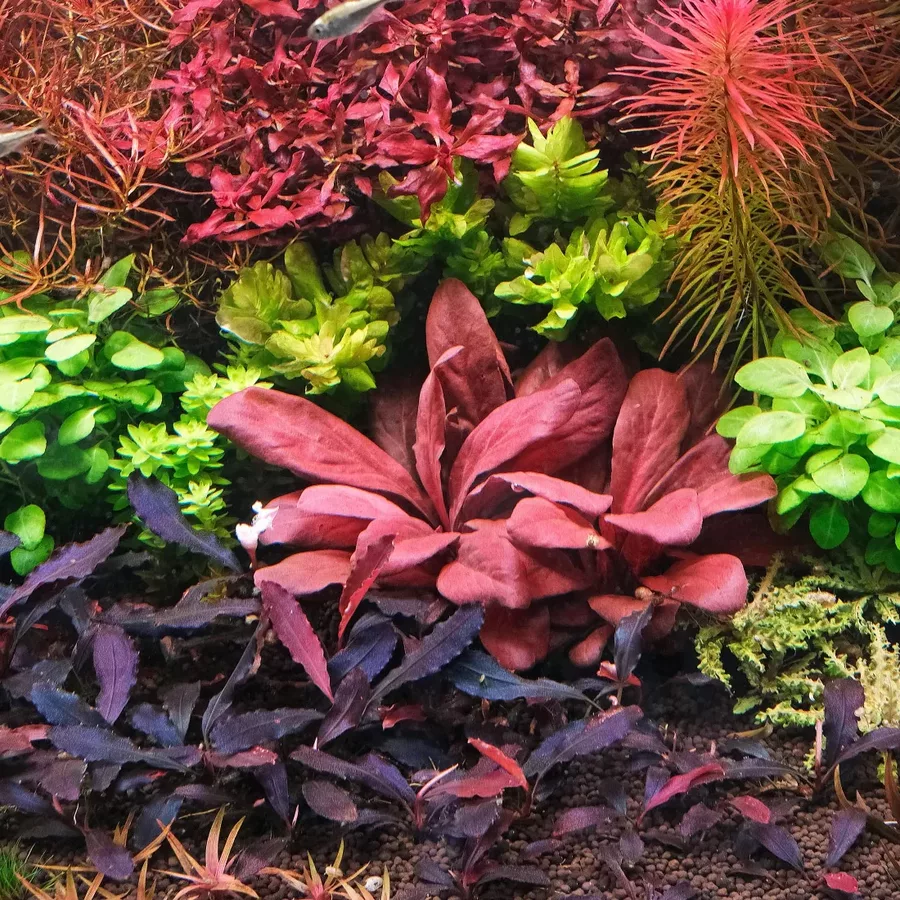 Samolus parviflorus red (Lysimachia parvifolia) - RATAJ (koszyk)