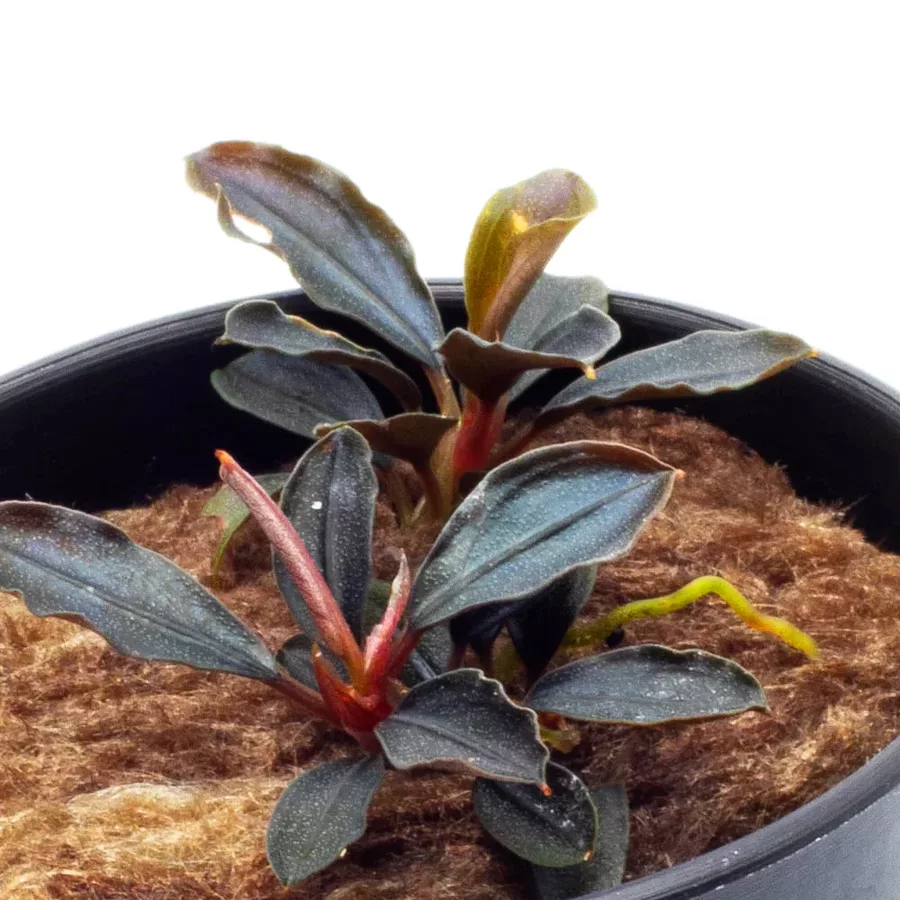 Bucephalandra sp. red - TROPICA (koszyk)