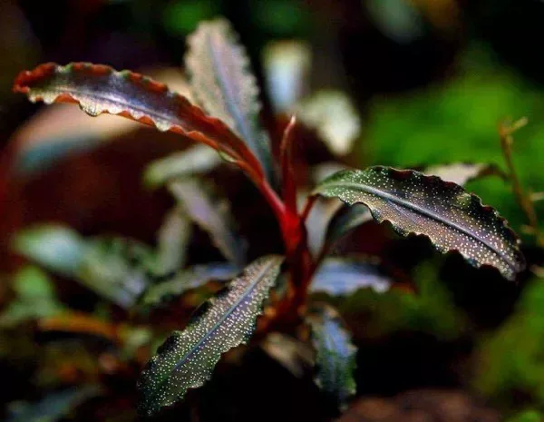 Bucephalandra sp. red - TROPICA (koszyk)