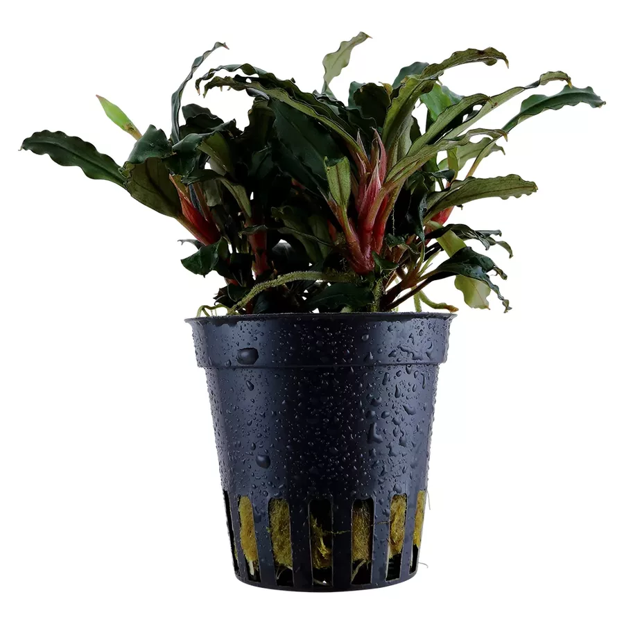 Bucephalandra sp. red - TROPICA (koszyk)