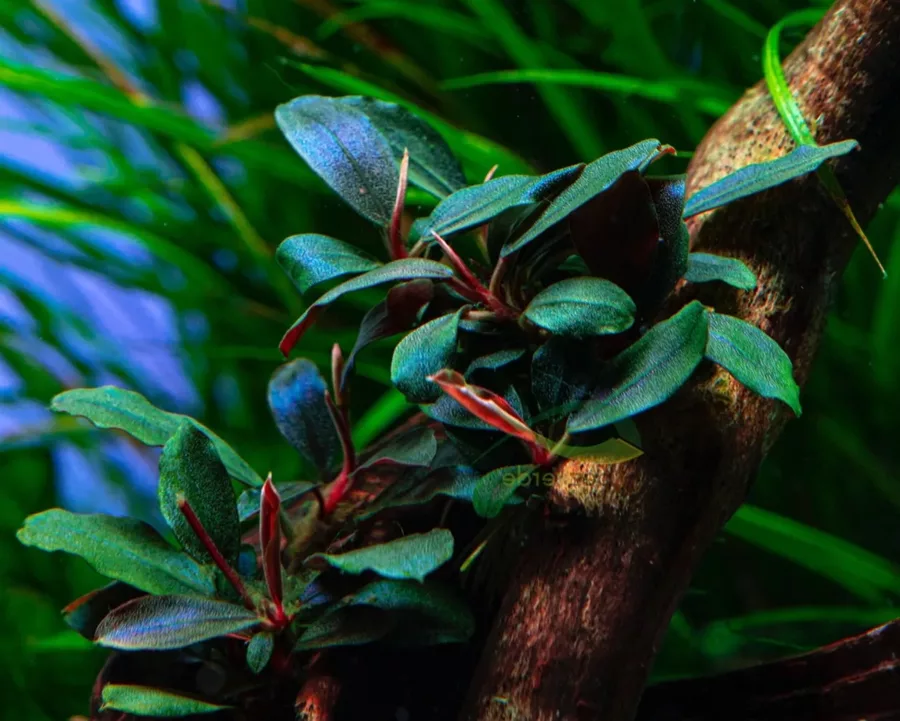 Bucephalandra mini red - SONGROW (koszyk) - RARYTAS!