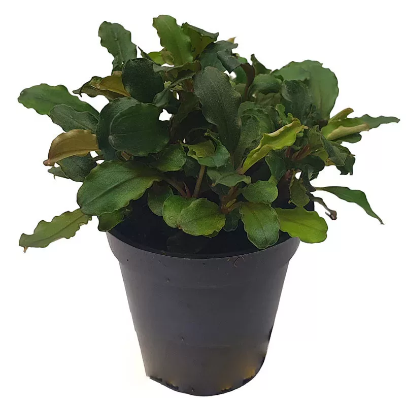 Bucephalandra mini red - SONGROW (koszyk) - RARYTAS!