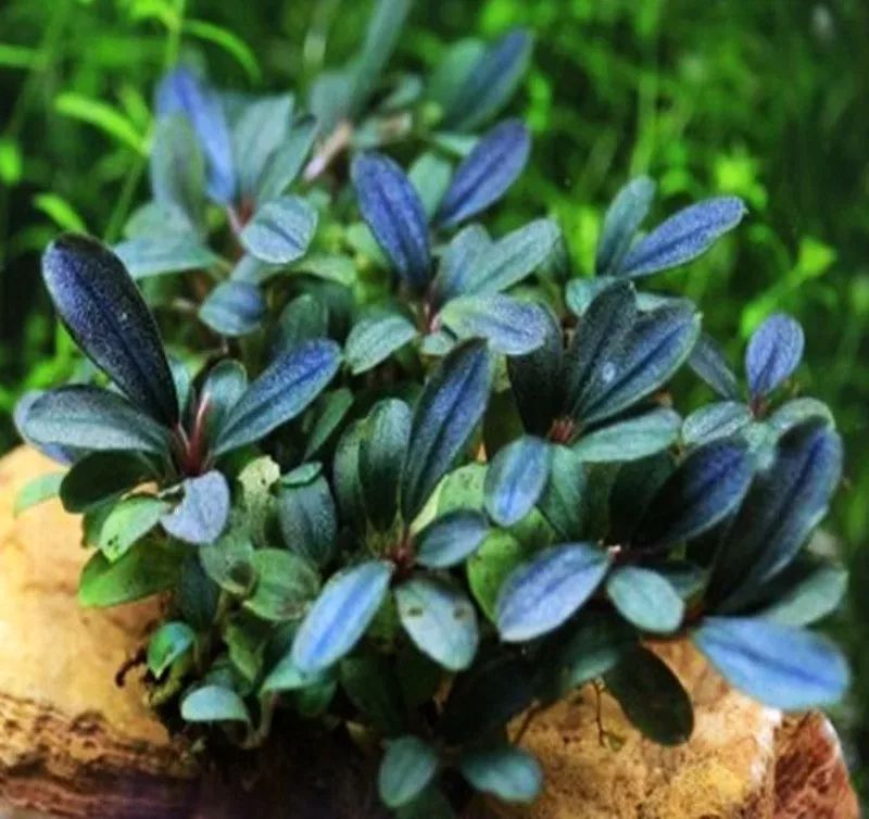 Bucephalandra mini red - SONGROW (koszyk) - RARYTAS!