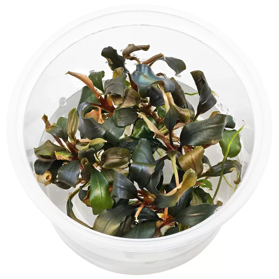 Bucephalandra sp. red - TROPICA (koszyk)