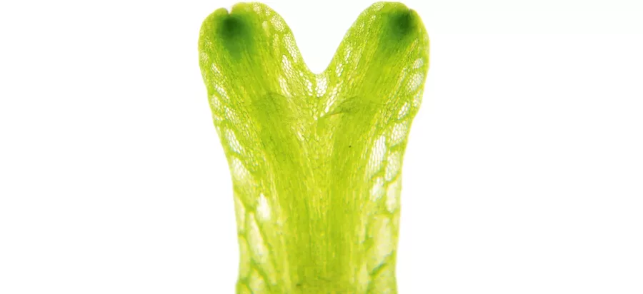 W�trobowiec Riccia fluitans (wg��bka) - (in-vitro) puszka 7cm TROPICA 12GROW