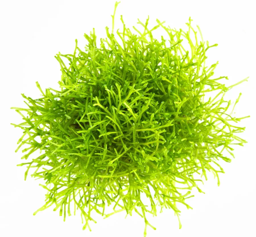 W�trobowiec Riccia fluitans (wg��bka) - (in-vitro) puszka 7cm TROPICA 12GROW