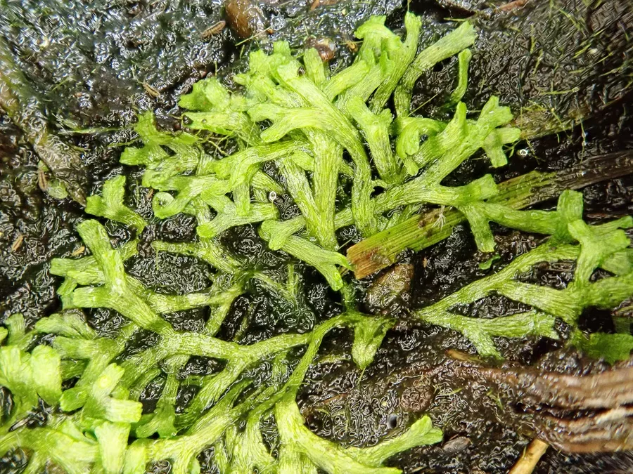 W�trobowiec Riccia fluitans (wg��bka) - (in-vitro) puszka 7cm TROPICA 12GROW