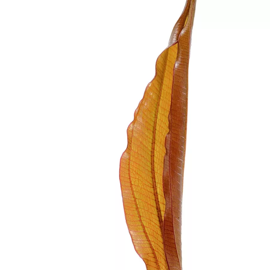 Echinodorus Red Diamond - RA koszyk XXL