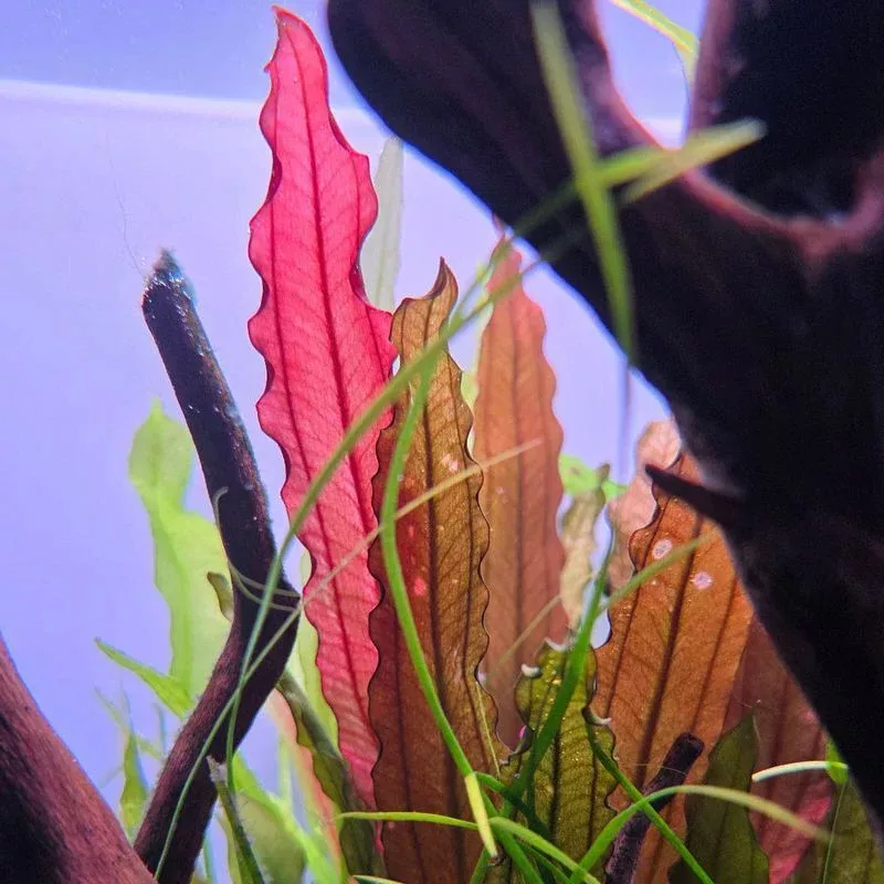 Echinodorus Red Diamond - RA koszyk XXL
