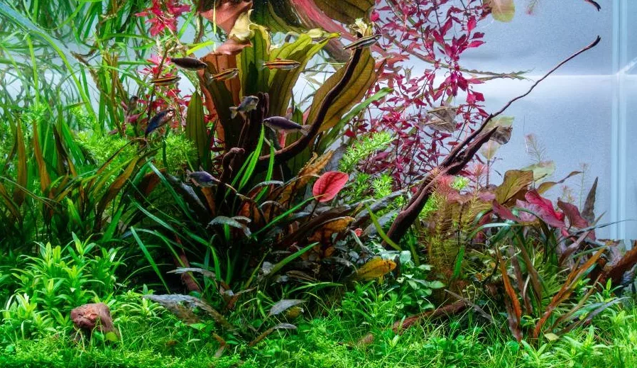 Echinodorus Red Diamond - RA koszyk XXL