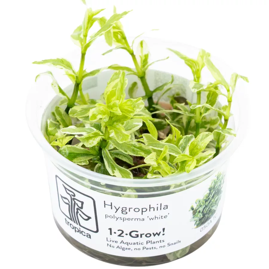 Hygrophila difformis (Nadw�dka zmienna) in-vitro puszka 7cm TROPICA 12GROW