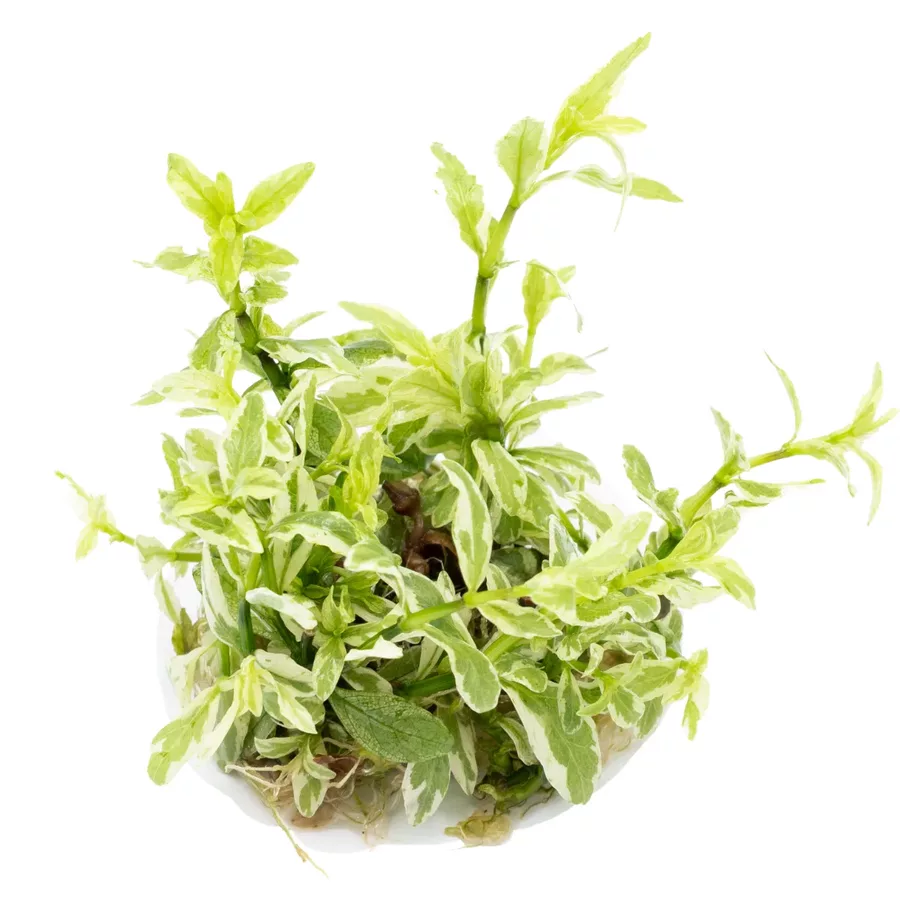 Hygrophila polysperma White (Hygrofila wielonasienna odmiana bia�a) in-vitro puszka 7cm TROPICA 12GROW - RARYTAS !!!