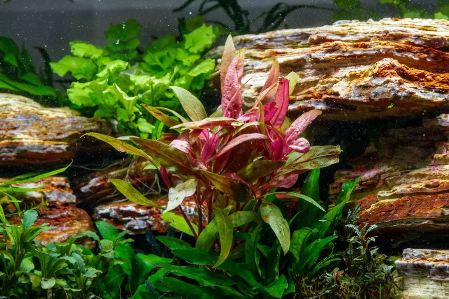 Alternanthera Bettzickiana red - RA koszyk XXL
