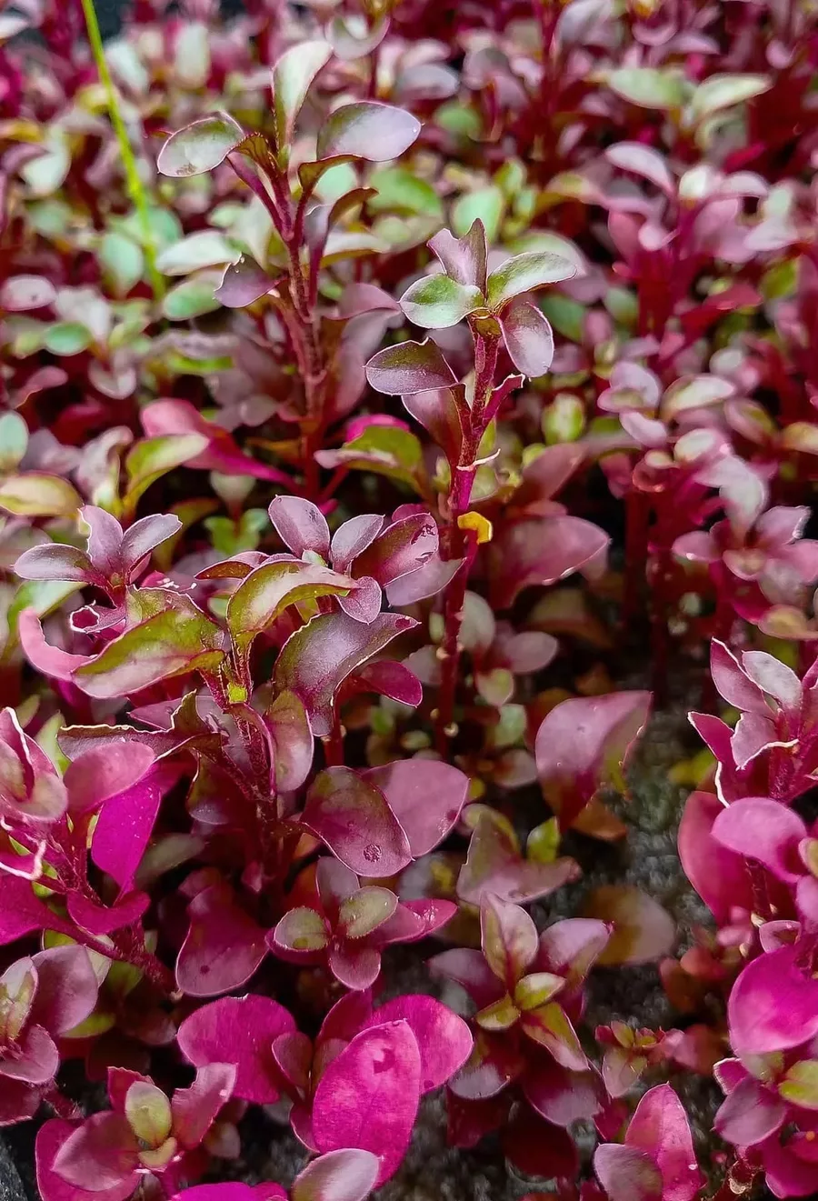 Alternanthera Bettzickiana red - RA koszyk XXL