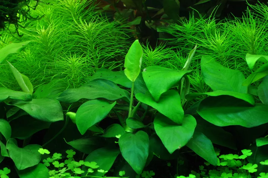 Anubias barteri var. nana - TROPICA (koszyk)
