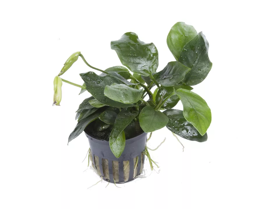 Anubias barteri var. nana - TROPICA (koszyk)