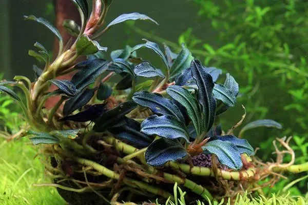 Bucephalandra Kedagang 52 - PLANTACJA (koszyk)