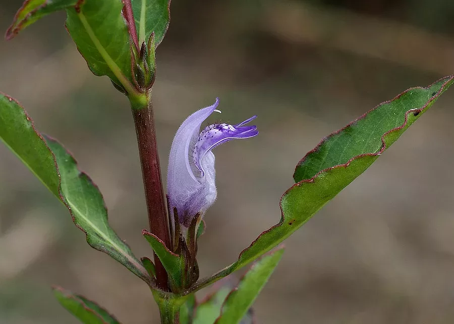 Hygrophila pinnatifida - PLANTACJA (koszyk)