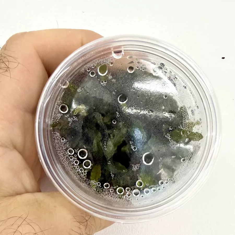 Bucephalandra mini red - SONGROW (in-vitro) - RARYTAS!