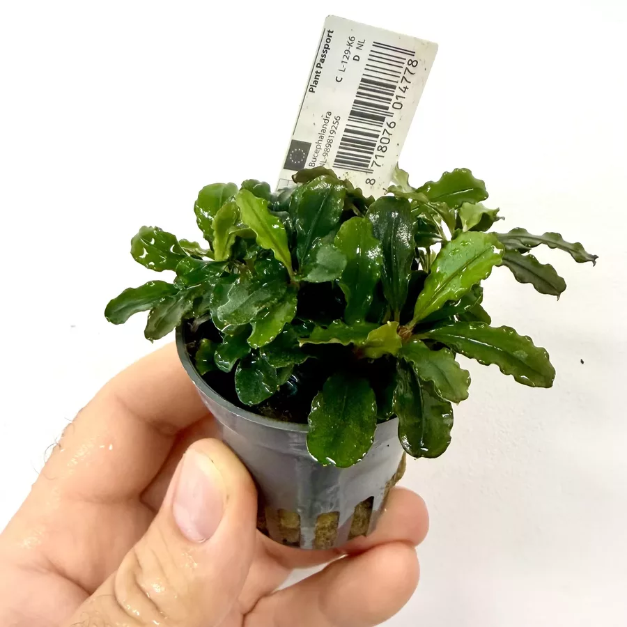 Bucephalandra Wavy green (in-vitro) puszka 10cm XXL