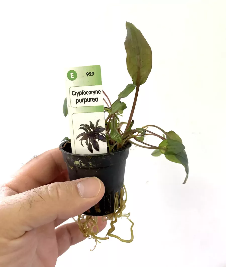 Kryptocoryna marmurkowa
