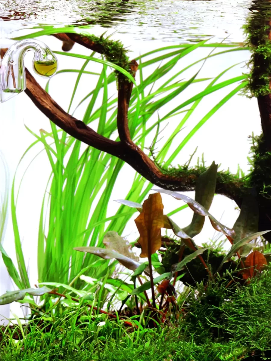 cyperus-helferi-sklep1